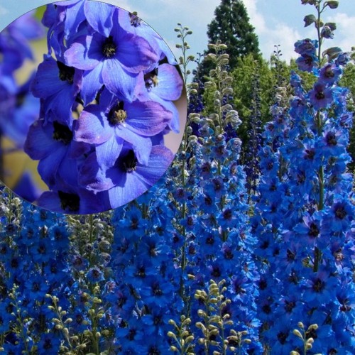 Delphinium cultorum 'Pacific Giant Blue Jay' - Aed-kukekannus 'Pacific Giant Blue Jay' P9/0,55L